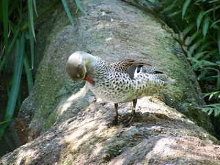 Filename=100_2455.JPG
Filesize=2135KiB
Dimensions=2832x2128
Date added=Sep 28, 2019 100_2455.JPG