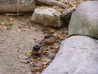 Filename=100_2457.JPG
Filesize=1836KiB
Dimensions=2832x2128
Date added=Sep 28, 2019 100_2457.JPG