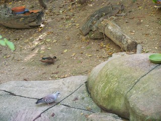 Filename=100_2459.JPG
Filesize=1711KiB
Dimensions=2832x2128
Date added=Sep 28, 2019 100_2459.JPG