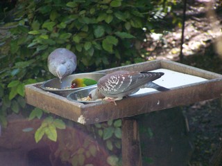 Filename=100_2460.JPG
Filesize=1850KiB
Dimensions=2832x2128
Date added=Sep 28, 2019 100_2460.JPG