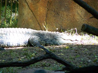 Filename=100_2463.JPG
Filesize=2243KiB
Dimensions=2832x2128
Date added=Sep 28, 2019 100_2463.JPG