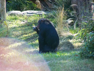 Filename=100_2469.JPG
Filesize=2348KiB
Dimensions=2832x2128
Date added=Sep 28, 2019 100_2469.JPG