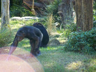 Filename=100_2471.JPG
Filesize=2191KiB
Dimensions=2832x2128
Date added=Sep 28, 2019 100_2471.JPG