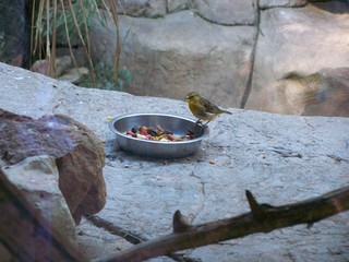 Filename=100_2474.JPG
Filesize=1664KiB
Dimensions=2832x2128
Date added=Sep 28, 2019 100_2474.JPG