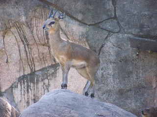 Filename=100_2481.JPG
Filesize=1892KiB
Dimensions=2832x2128
Date added=Sep 28, 2019 100_2481.JPG