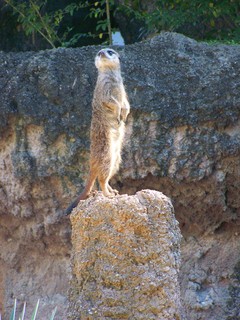 Filename=100_2490.JPG
Filesize=2036KiB
Dimensions=2128x2832
Date added=Sep 28, 2019 100_2490.JPG