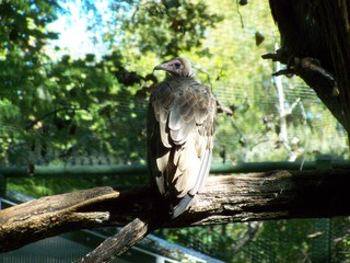 Filename=100_2493.JPG
Filesize=1732KiB
Dimensions=2832x2128
Date added=Sep 28, 2019 100_2493.JPG