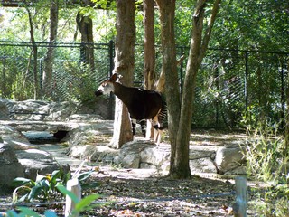 Filename=100_2495.JPG
Filesize=2850KiB
Dimensions=2832x2128
Date added=Sep 28, 2019 100_2495.JPG