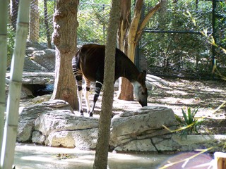 Filename=100_2497.JPG
Filesize=2413KiB
Dimensions=2832x2128
Date added=Sep 28, 2019 100_2497.JPG