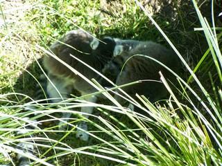 Filename=100_2503.JPG
Filesize=2203KiB
Dimensions=2832x2128
Date added=Sep 28, 2019 100_2503.JPG