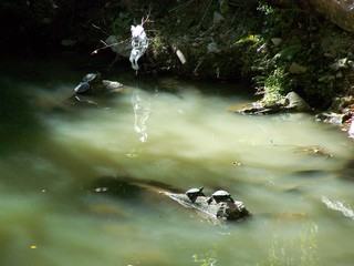 Filename=100_2508.JPG
Filesize=1627KiB
Dimensions=2832x2128
Date added=Sep 28, 2019 100_2508.JPG