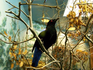 Filename=100_2548.JPG
Filesize=1784KiB
Dimensions=2832x2128
Date added=Sep 28, 2019 100_2548.JPG