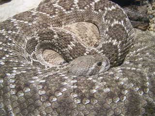 Filename=100_2558.JPG
Filesize=2195KiB
Dimensions=2832x2128
Date added=Sep 28, 2019 100_2558.JPG