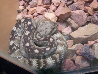 Filename=100_2560.JPG
Filesize=1791KiB
Dimensions=2832x2128
Date added=Sep 28, 2019 100_2560.JPG