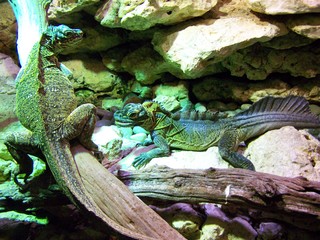 Filename=100_2561.JPG
Filesize=2347KiB
Dimensions=2832x2128
Date added=Sep 28, 2019 100_2561.JPG