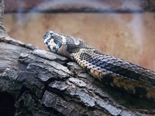 Filename=100_2564.JPG
Filesize=1817KiB
Dimensions=2832x2128
Date added=Sep 28, 2019 100_2564.JPG