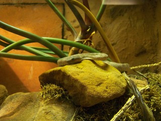 Filename=100_2567.JPG
Filesize=1759KiB
Dimensions=2832x2128
Date added=Sep 28, 2019 100_2567.JPG