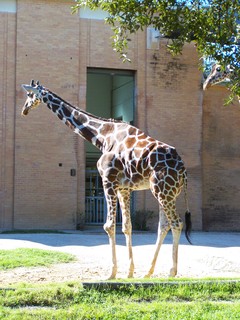 Filename=100_2601.JPG
Filesize=1865KiB
Dimensions=2128x2832
Date added=Sep 28, 2019 100_2601.JPG