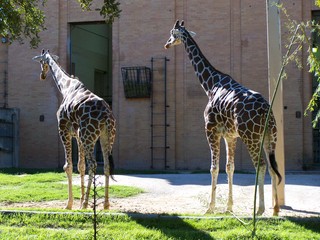 Filename=100_2603.JPG
Filesize=1978KiB
Dimensions=2832x2128
Date added=Sep 28, 2019 100_2603.JPG