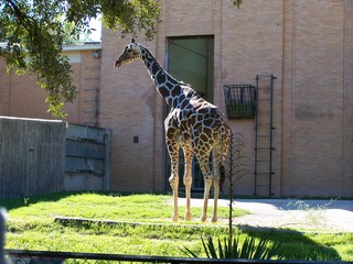 Filename=100_2605.JPG
Filesize=1864KiB
Dimensions=2832x2128
Date added=Sep 28, 2019 100_2605.JPG