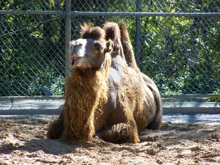 Filename=100_2608.JPG
Filesize=2434KiB
Dimensions=2832x2128
Date added=Sep 28, 2019 100_2608.JPG