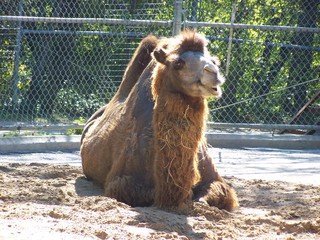 Filename=100_2611.JPG
Filesize=2342KiB
Dimensions=2832x2128
Date added=Sep 28, 2019 100_2611.JPG