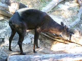 Filename=100_2616.JPG
Filesize=2094KiB
Dimensions=2832x2128
Date added=Sep 28, 2019 100_2616.JPG