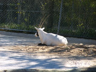 Filename=100_2634.JPG
Filesize=2029KiB
Dimensions=2832x2128
Date added=Sep 28, 2019 100_2634.JPG