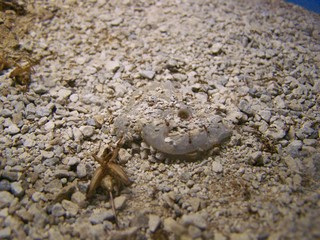 Filename=100_2646.JPG
Filesize=1828KiB
Dimensions=2832x2128
Date added=Sep 28, 2019 100_2646.JPG