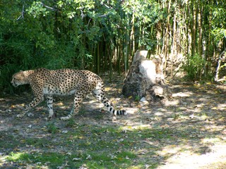 Filename=100_2668.JPG
Filesize=2250KiB
Dimensions=2832x2128
Date added=Sep 28, 2019 100_2668.JPG