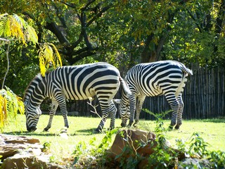 Filename=100_2686.JPG
Filesize=2261KiB
Dimensions=2832x2128
Date added=Sep 28, 2019 100_2686.JPG