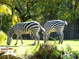 Filename=100_2687.JPG
Filesize=2258KiB
Dimensions=2832x2128
Date added=Sep 28, 2019 100_2687.JPG