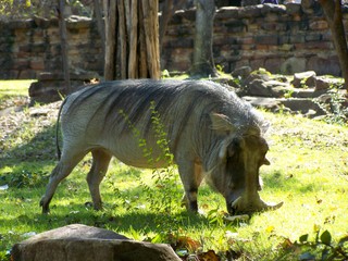 Filename=100_2688.JPG
Filesize=1855KiB
Dimensions=2832x2128
Date added=Sep 28, 2019 100_2688.JPG