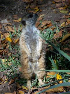 Filename=100_2690.JPG
Filesize=1596KiB
Dimensions=2128x2832
Date added=Sep 28, 2019 100_2690.JPG