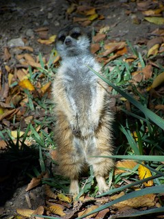 Filename=100_2691.JPG
Filesize=1518KiB
Dimensions=2128x2832
Date added=Sep 28, 2019 100_2691.JPG