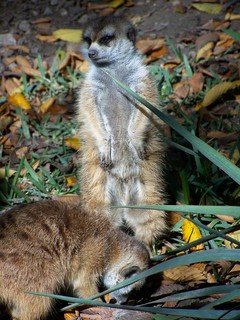 Filename=100_2692.JPG
Filesize=1696KiB
Dimensions=2128x2832
Date added=Sep 28, 2019 100_2692.JPG