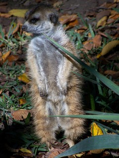 Filename=100_2694.JPG
Filesize=1543KiB
Dimensions=2128x2832
Date added=Sep 28, 2019 100_2694.JPG