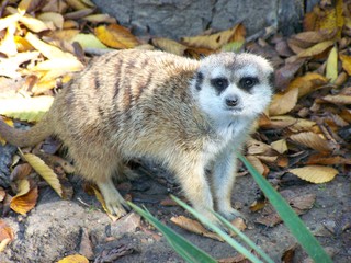 Filename=100_2695.JPG
Filesize=1763KiB
Dimensions=2832x2128
Date added=Sep 28, 2019 100_2695.JPG