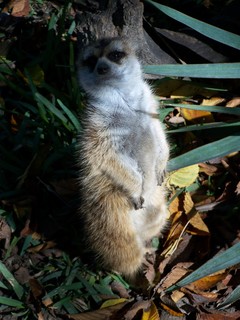 Filename=100_2696.JPG
Filesize=1081KiB
Dimensions=2128x2832
Date added=Sep 28, 2019 100_2696.JPG