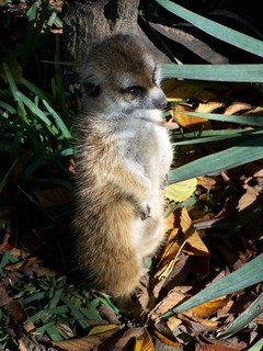 Filename=100_2697.JPG
Filesize=1277KiB
Dimensions=2128x2832
Date added=Sep 28, 2019 100_2697.JPG