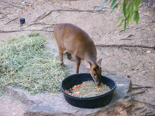 Filename=100_2709.JPG
Filesize=2188KiB
Dimensions=2832x2128
Date added=Sep 28, 2019 100_2709.JPG