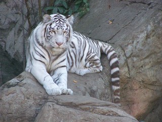 Filename=100_2716.JPG
Filesize=1874KiB
Dimensions=2832x2128
Date added=Sep 28, 2019 100_2716.JPG