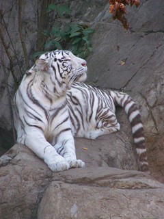 Filename=100_2718.JPG
Filesize=1798KiB
Dimensions=2128x2832
Date added=Sep 28, 2019 100_2718.JPG