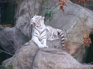 Filename=100_2719.JPG
Filesize=1848KiB
Dimensions=2832x2128
Date added=Sep 28, 2019 100_2719.JPG