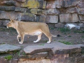 Filename=100_2727.JPG
Filesize=1963KiB
Dimensions=2832x2128
Date added=Sep 28, 2019 100_2727.JPG