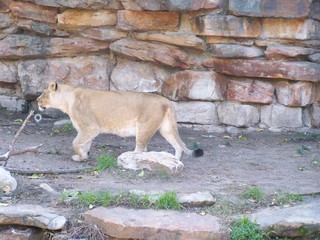 Filename=100_2728.JPG
Filesize=1772KiB
Dimensions=2832x2128
Date added=Sep 28, 2019 100_2728.JPG