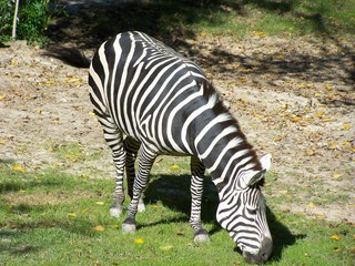 Filename=100_2730.JPG
Filesize=2129KiB
Dimensions=2832x2128
Date added=Sep 28, 2019 100_2730.JPG