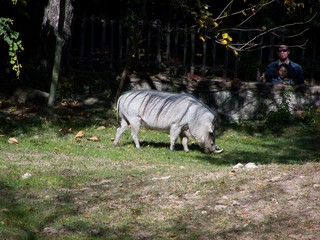 Filename=100_2731.JPG
Filesize=1868KiB
Dimensions=2832x2128
Date added=Sep 28, 2019 100_2731.JPG