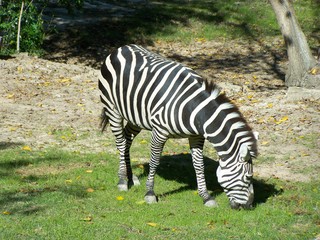 Filename=100_2733.JPG
Filesize=2122KiB
Dimensions=2832x2128
Date added=Sep 28, 2019 100_2733.JPG