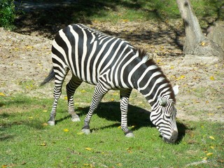 Filename=100_2734.JPG
Filesize=2122KiB
Dimensions=2832x2128
Date added=Sep 28, 2019 100_2734.JPG